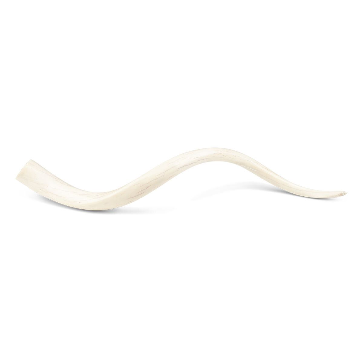 Kudu Innerben Horn