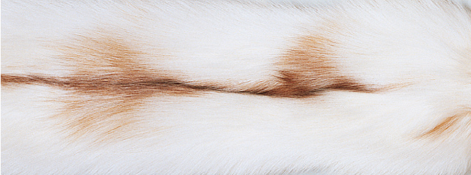 Rävskinn Pläd Sun Glow Fox